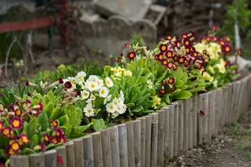 Shrub forsythia growing in the garden