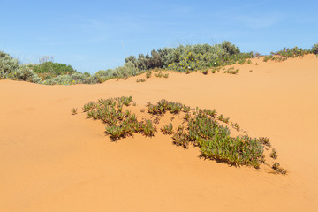 Flowers and vegetation in the dunes in Almograve