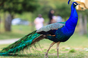 Fototapeta premium bird side view of peacock
