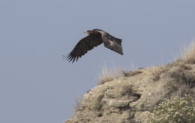 Fototapeta na wymiar Steppe Eagle flying above the ground