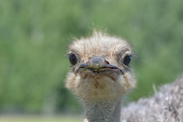 Staring ostrich