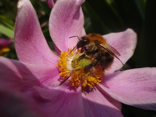 Bumblebee on flower