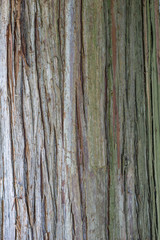 Simple texture of an old tree bark.