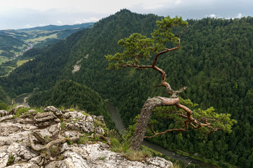 Sokolica Peak in Pieniny, Poland, Poland landscape, Pieniny mountains   © wip-studio