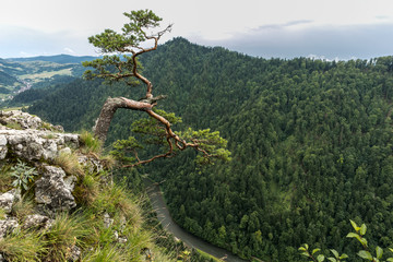 Sokolica Peak in Pieniny, Poland, Poland landscape, Pieniny mountains   © wip-studio