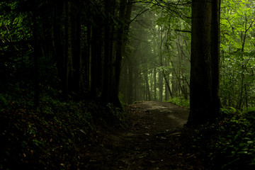 Road through a mysterious dark forest in fog, Foggy Forest Background
