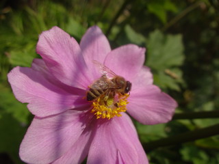 Bee on pink anemone