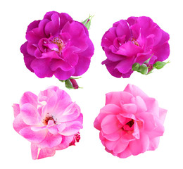 Set of climbing roses isolated on white background with clipping paths.