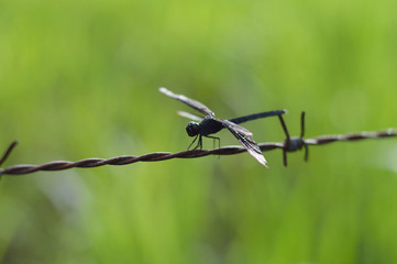 black dragonfly
