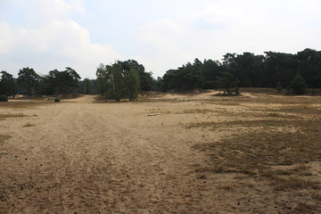 Fototapeta na wymiar Inland dunes landscape, utrechtse heuvelrug