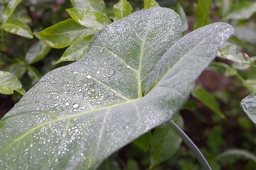 leaf detail with dew