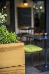 Green cypress near the cafe