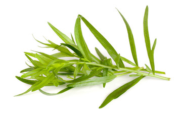 Fototapeta premium tarragon isolated on a white background. Artemisia dracunculus