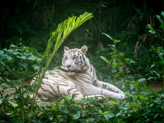 Animal: White Tiger