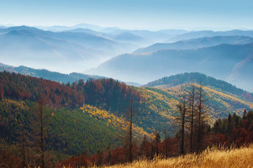 Several dead dried pines among hills of smoky mountain range covered in orange and yellow deciduous forest, green pine trees under blue cloudless sky on warm fall day in October. Carpathians, Ukraine
