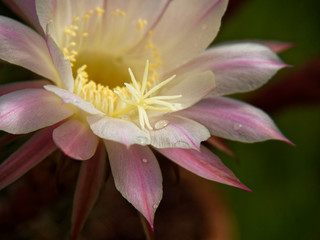 Königin der Nacht in voller Blüte