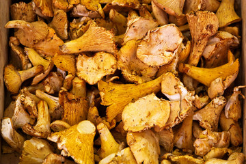 Chanterelle mushrooms