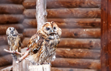 Photo of two owls in a zoo cage. Owl face with disdain expression. Defiance concept. Defiant face....