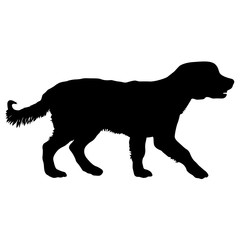 Spaniel dog silhouette on a white background