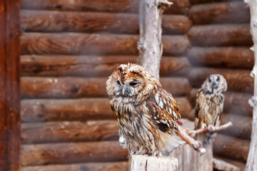 Photo of two owls in a zoo cage. Owl face with disdain expression. Defiance concept. Defiant face....