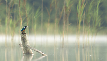 European Kingfisher
