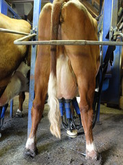 traite des vaches Abondance (vers Annecy)