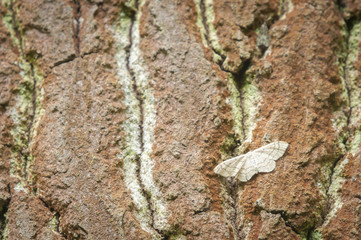 A Riband Wave moth, Idaea aversata ab. remutata, at rest on the bark of a tree, Suffolk,England