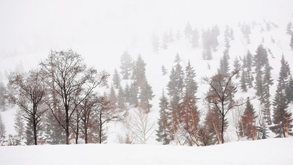 Fototapeta premium Snowy field in the mountain