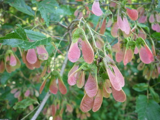 カラコギカエデの実