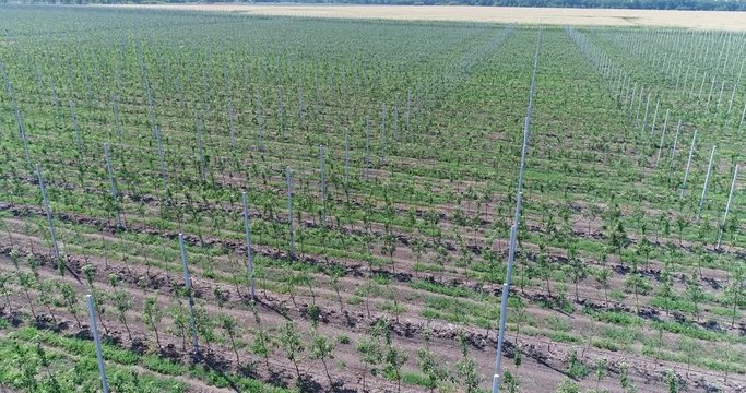 A view of the seedlings of trees from the air, flying over tree seedlings, a garden center, a young apple garden on the field, Rows of tree saplings in the Young apple garden, 4k, aerial
