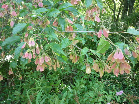 カラコギカエデの実