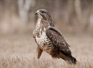  Common Buzzard