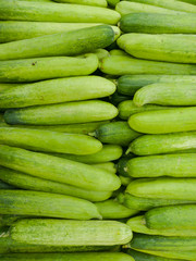 Cucumber