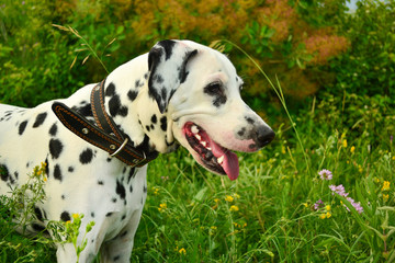 Portrait of a dalmatian in a collar for a walk in a forest