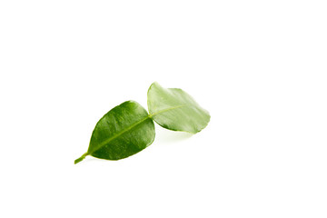 Obraz premium bergamot leaf on the white background