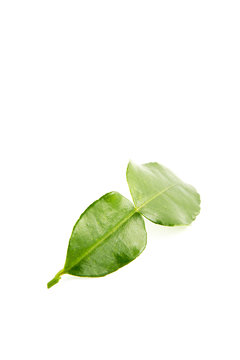 bergamot leaf on the white background