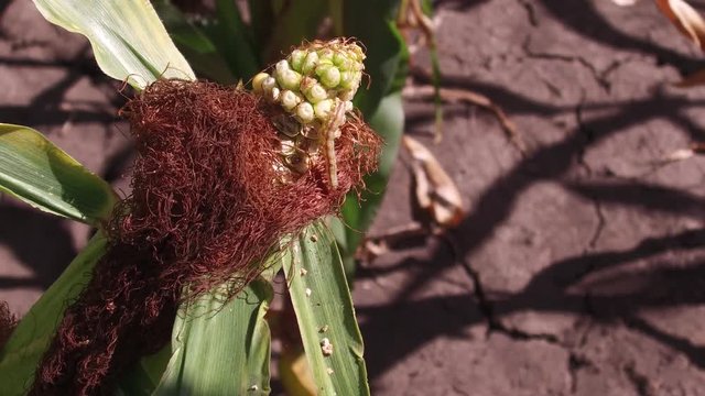 Worm is a pest on corn. Corn field agriculture. corn farm green grass agriculture united states the nature video usa farm corn
