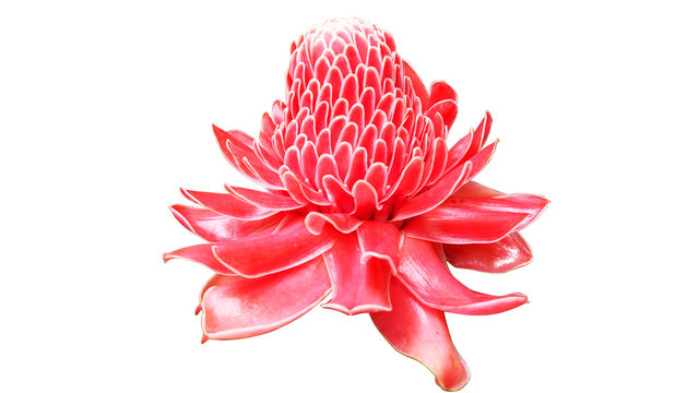 Beautiful red pink blossom torch Ginger local flower isolated on white background.