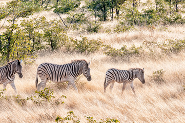 Obraz na płótnie Canvas Burchells zebras walking in a grass and mopani shrub landscape