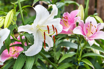 ユリの花