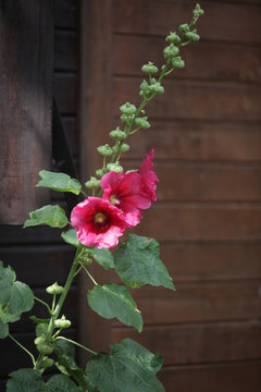 piękne r&oacute;żowe malwy na tle drewnianego domu