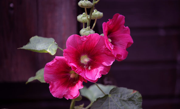 piękne r&oacute;żowe malwy na tle drewnianego domu