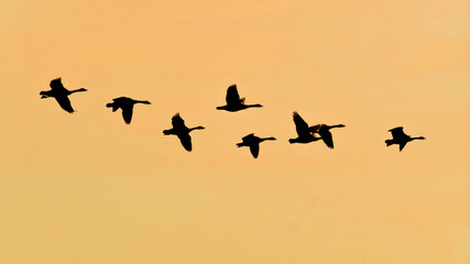 Zugvögel Sonnenuntergang