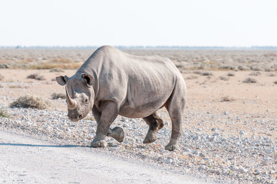 Black rhinoceros, Diceros bicornis, walking accross a road