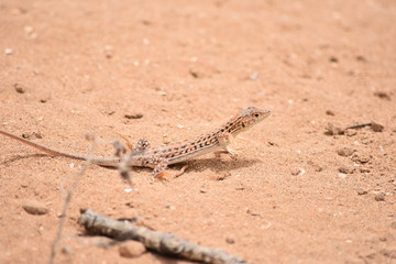 LEZARD MAROCAIN