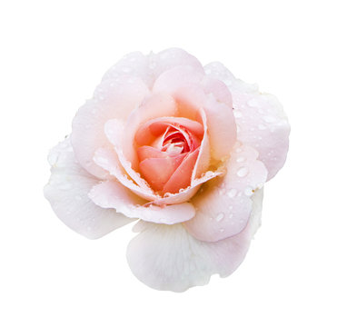 Photo of beautiful pink rose with drops of water isolated on white background for your card or design