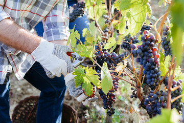 Young adult man harvesting red grapes in the vineyard