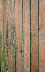 Old wooden weathered planks with green moss on it, vertical, abstract texture
