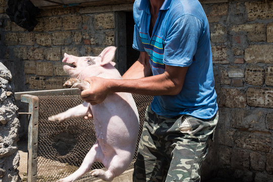 Farmer took the pig from the pig-mother