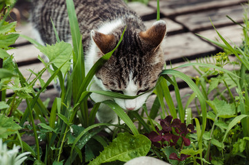 Tabby cat in the green grass close-up. The dew on the grass.